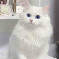 Mèo Y/n