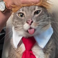 𝑳𝒊𝒏𝒉 𝑻𝒐̂̉𝒏𝒈 😼