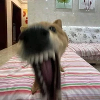 Hội Gâu Gâu Gâu