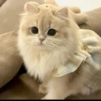 Khùng điên tẻn mát🥰