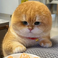 hẹ hẹ hẹ