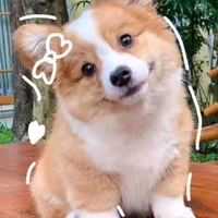 Chó của Babachops