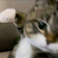 mèo (HT)