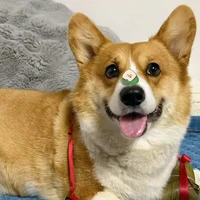 BoBo