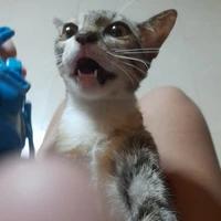 tác giả tên lồn