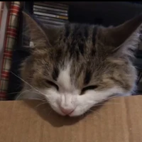 Bông (ở ngoài đời nó đi theo trai rồi)