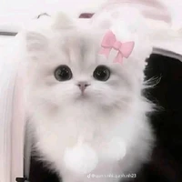 nhỏ tác giả nè