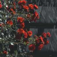☆° ﾟFloraﾟ°☆🌹❥