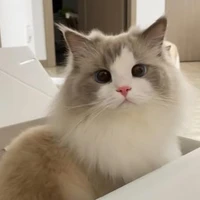 mèo