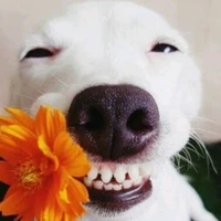 hệ thống quả quả đẹp troai