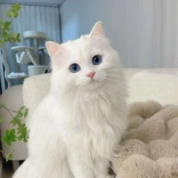 Mây