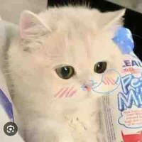 Mọi người (-ai thì trừ)