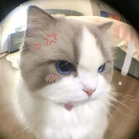 |•Hệ thống•| Suri