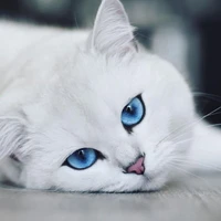 #bichphuongcat