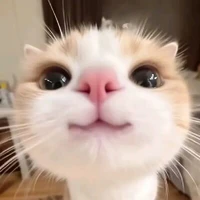 Kanye meomeoz  ebé của lớp