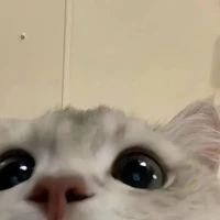 Đào iu