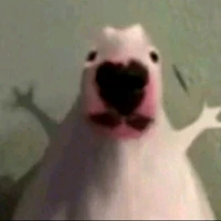 bùi đức tiến phát