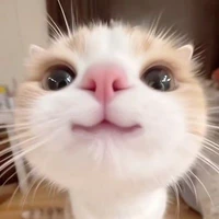 Đ.T.Trà My (lùn)