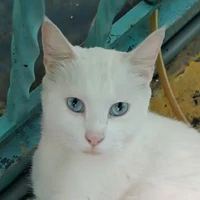 Tác giả Mộc Trúc Yên