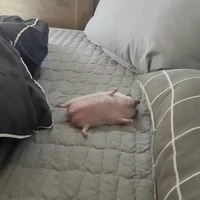 Conheoquètậpđibằng5chân