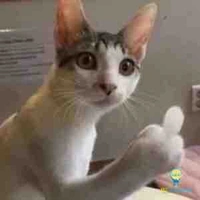 tg