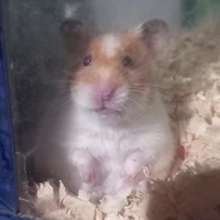 au đang nuôi Chú chuột tên Choco