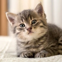 mèo