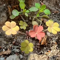 shop hay hóng drama (tác giả)