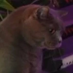 (mèo của HK15)xám