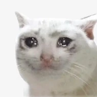 T/g(Đg bị bảo bối giận😭😭😭)
