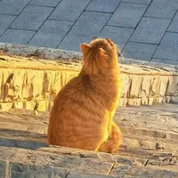 Captain Boy&Hoàng Đức Duy dạng mèo