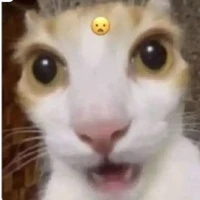 độc giả nhà ngta