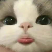 rima hệ thống của HiHa