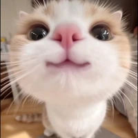 Mèo(sữa)
