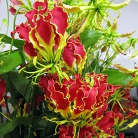 nhiều vai