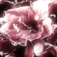 Nhân vật quần chúng 