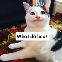 nhìn gì? lo đọc đi!