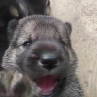 3 Chap nữa xóa truyện