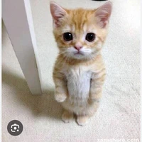 jandelvàdj jhaivàflamingo vàlaughability