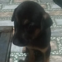 T/g yêu chó:>