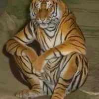 Hệ thống toàn năng