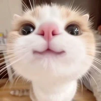 mèo