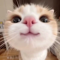 Tác giả xấu gái
