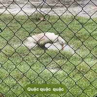 Tg nè 