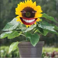 Hướng dương zui zẻ