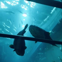 [nhân vật qua đường]