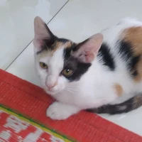 cân mọi loại vai