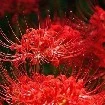 NHÂN VẬT TỔNG HỢP