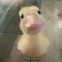 vịt chuche🌷🐧