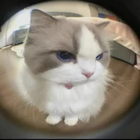 Tiểu Phúc🐟🐼